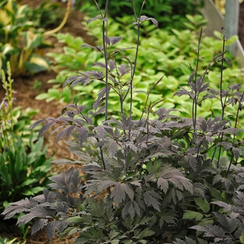 Purple-leaf Bugbane