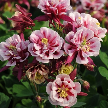 Winky 'Double Red & White'