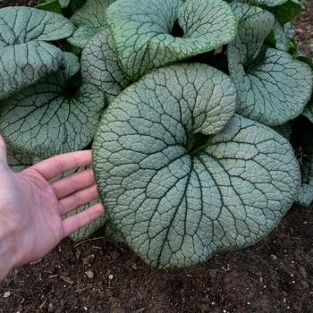 'Sterling Silver' Heartleaf Brunnera