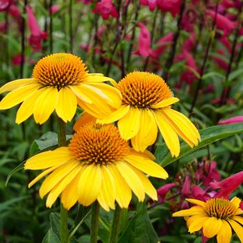 Sombrero® 'Lemon Yellow'