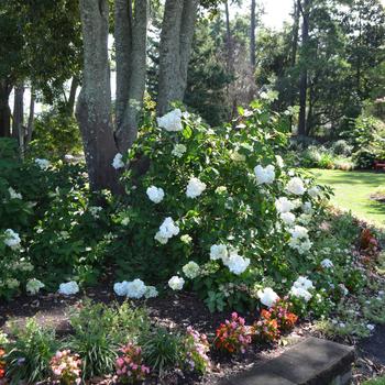 Vanilla Strawberry™ Hydrangea