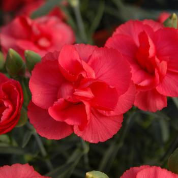 Premier™ 'Rosebud'