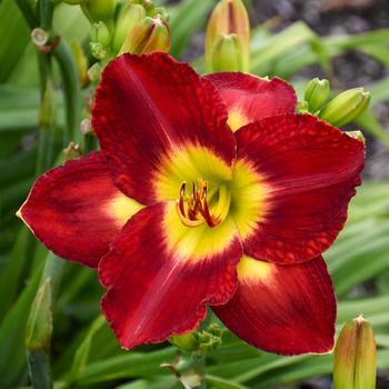 'Passion For Red' Daylily