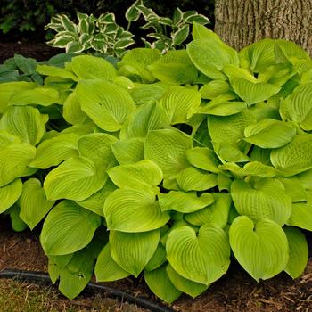 'August Moon' Hosta, Plantain Lily 'August Moon' Hosta, Plantain Lily