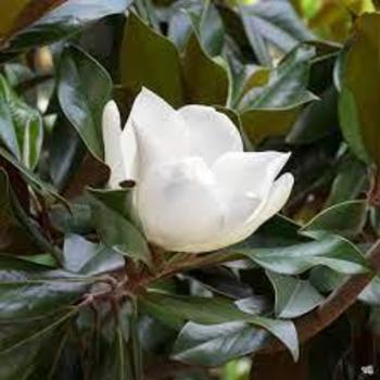 Edith Bogue Southern Magnolia