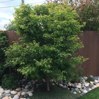 Tobiosho Japanese Maple