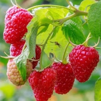 Latham Latham Raspberry