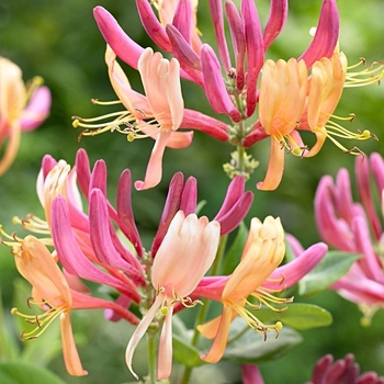 Goldflame (American Beauty) Honeysuckle