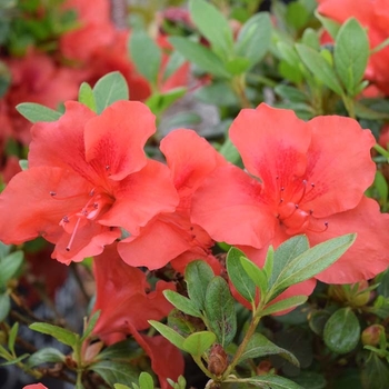 ReBLOOM™ 'White Nobility™'
