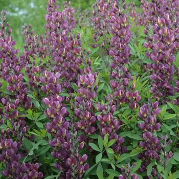 'Burgundy Blast' False Indigo