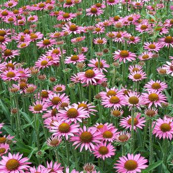 'Pixie Meadowbrite™' Coneflower