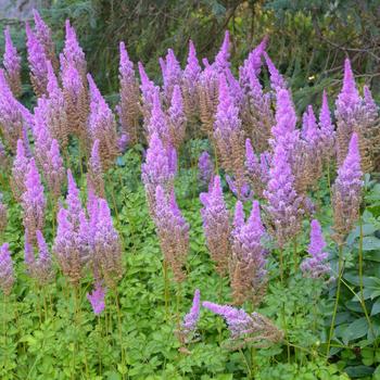 'Purple Candle' False Spirea