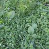 How to Treat Fall Weeds