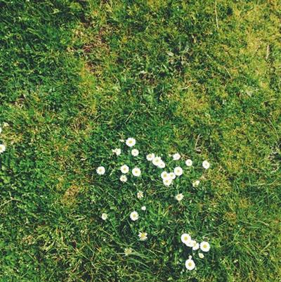 The Best Way to Kill Common Lawn Weeds