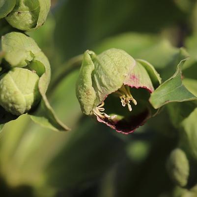 Hellebores: Unsung Heroes of Spring