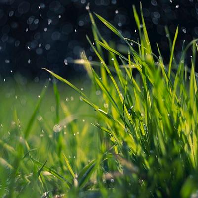 Spring Lawn Care Guide