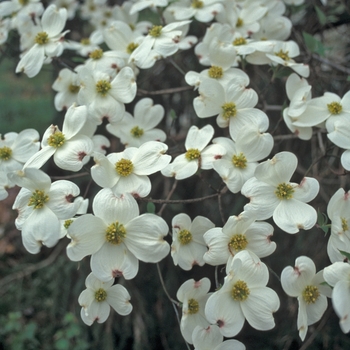 Dogwood