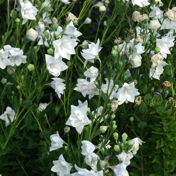 Hakone White Balloon Flower