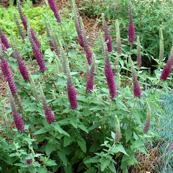 Common Germander