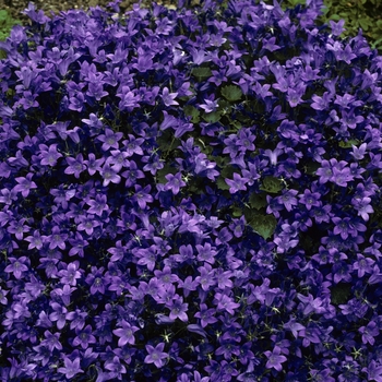 'Birch Hybrid' Bellflower