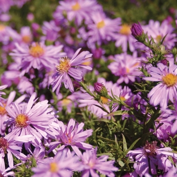 'Wood's Pink'