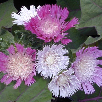 Color Wheel Stokes'' Aster