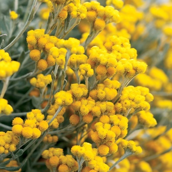 Flambe® Yellow