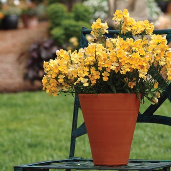 Sunsatia® Lemon