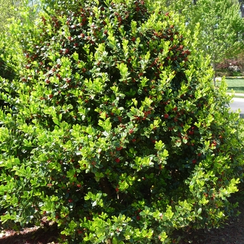 Burfordii Nana Chinese Holly