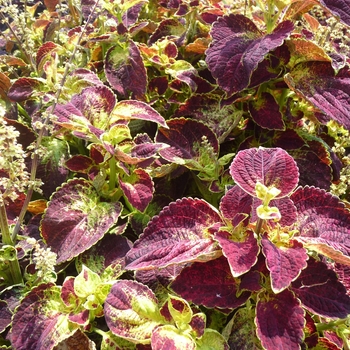 ColorBlaze® Dipt in Wine