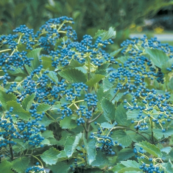 Blue Muffin® Arrowwood Viburnum
