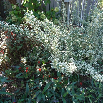 Emerald Gaiety Euonymus