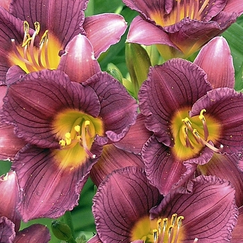 'Purple de Oro' Daylily