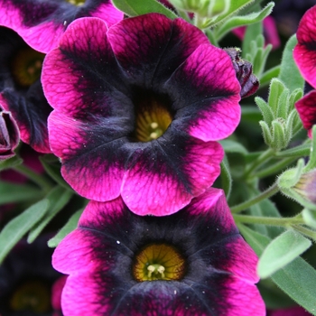 Superbells® Blackberry Punch