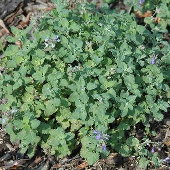 'Little Titch' Catmint