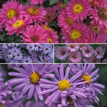 Multiple Varieties New England Aster