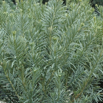 Fastigiata Japanese Plum Yew