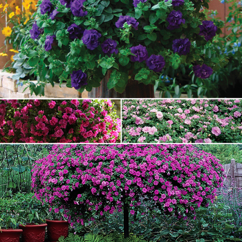 Petunia