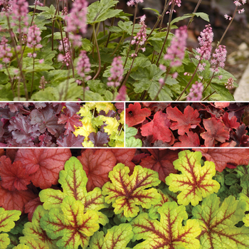 Heucherella - Foamy Bells