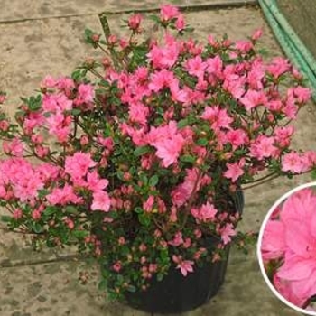 'Tradition' Azalea