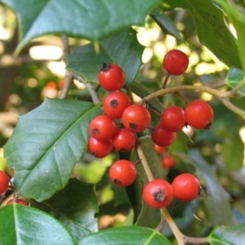 Satyr Hill American Holly