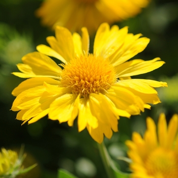 Mesa™ Yellow