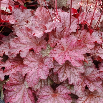 Berry Smoothie Coral Bells