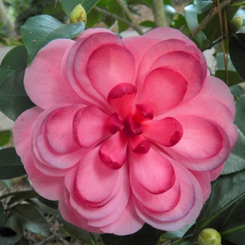 'Early Autumn' Early Autumn Camellia