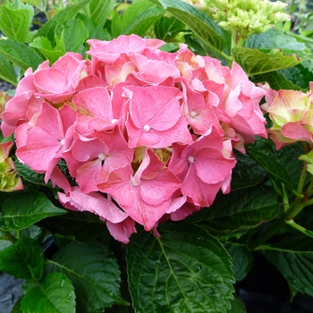 Glowing Embers Bigleaf Hydrangea