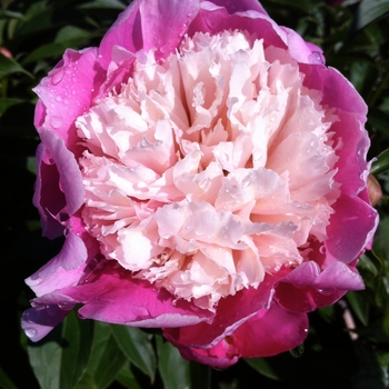 Cora Stubbs Peony