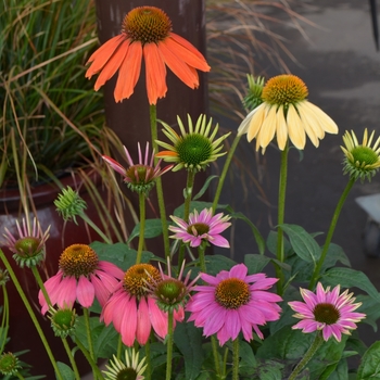 Echinacea - Coneflower