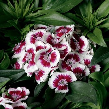 Barbarini® 'Red Picotee'