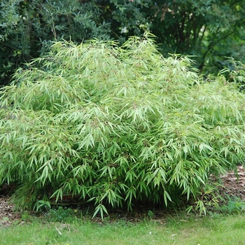 Sunset Glow Bamboo