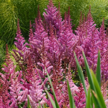 'Maggie Daley' False Spirea